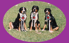 Tryggestads Samantha - Tri Satins Up and Coming - Tri Satin Apple of our eyes