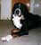 Attie