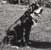 Baskevilles Hund Bamse
